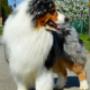 Látogató által feltöltött 2016. 10. 08. - Multi Champion, CIB, CIE, GrCH, HWT Silver Dream Aussie's Baltic, ausztrál juhász Jack, Glamour Aussie's