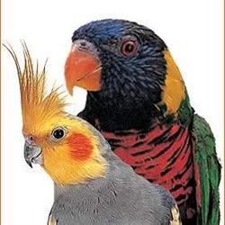 Fauna díszállatkereskedés