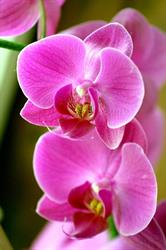 Orchidea Szépségszalon