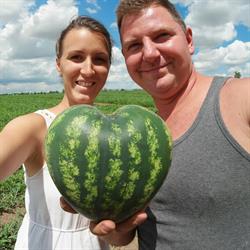 Dinnyefarm stand