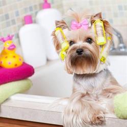 Dog-Modell kutyakozmetika