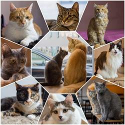 Cat Café Budapest