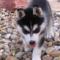 husky
