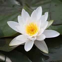 Lótusz Virág Vegyeskereskedés