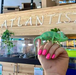 Atlantisz Díszállat Kereskedés