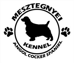 Mesztegnyei Angol Cocker Spániel Kennel