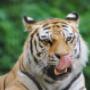 Pótyi a tigris