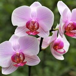 Orchidea Testszépíto Szalon