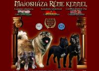 Majosháza Réme - Kaukázisi Juhász És Cane Corso Mestertenyészet honlapja
