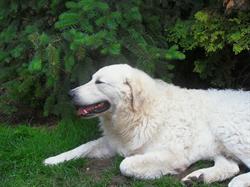 Kiséri Nemes Kennel