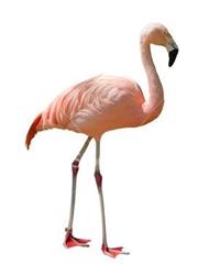 Flamingó Szolárium