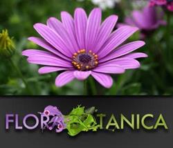 Flora Botanica