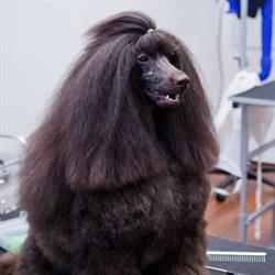 Dogmopolite Kutyakozmetika PEST