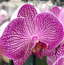 Orchidea Virágüzlet