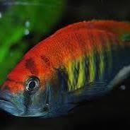 ZOO AQUAMAXIMA AKVARISZTIKAI SZAKÜZLET