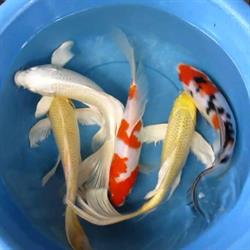 Koi Park