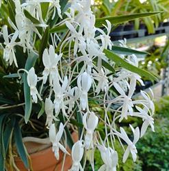 orchideacsodak.hu