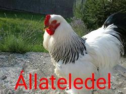 Pacsirta Állateledel