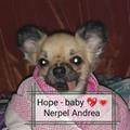 Andrea Csivis Nerpel