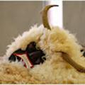 Udvar Busó